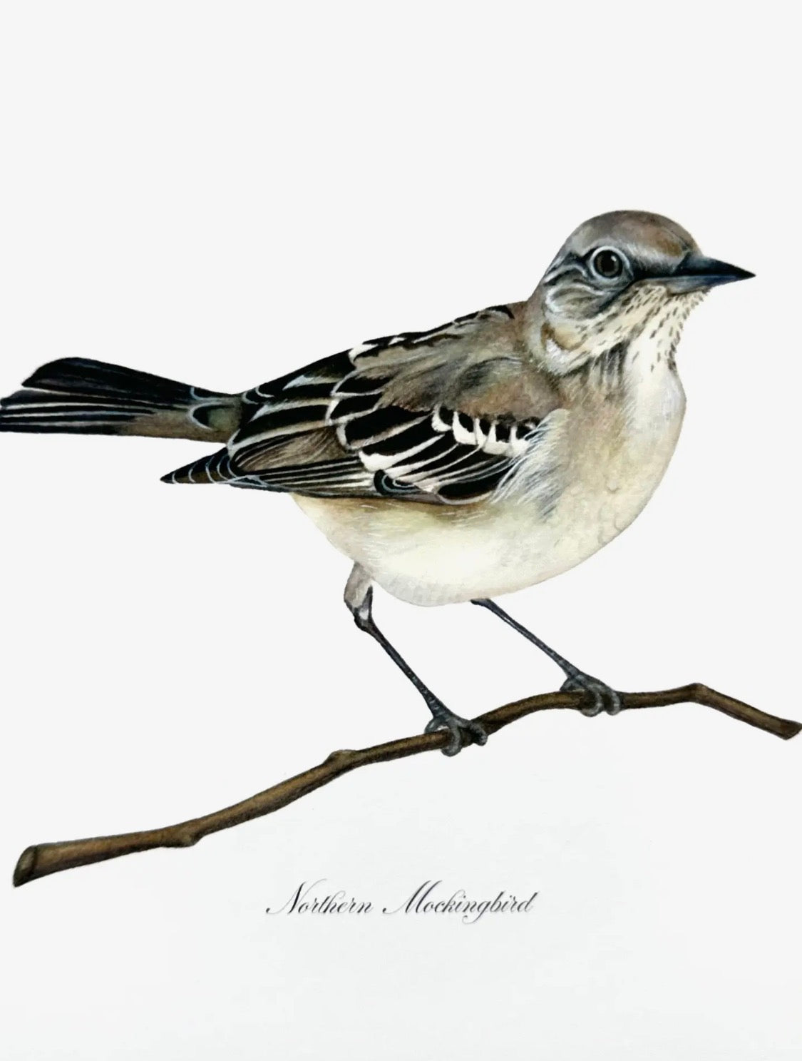 Northern Mockingbird