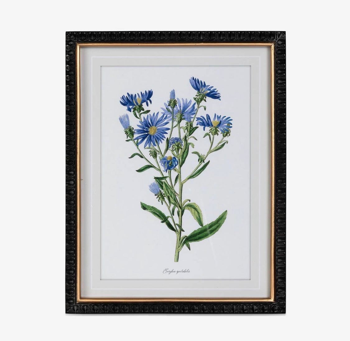 Ashbourne Botanical Framed Prints | Set of 4