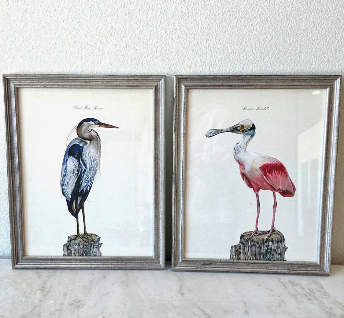 Roseate Spoonbill