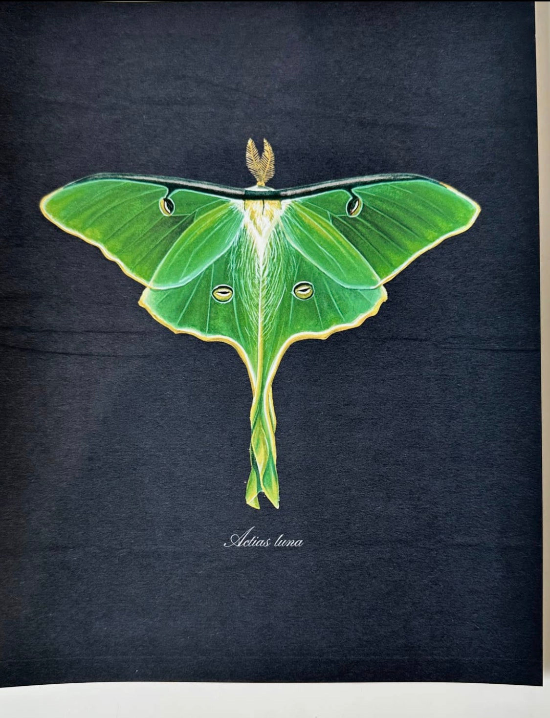 Verdant Moth