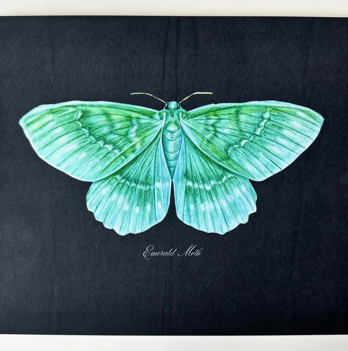 Emerald Moth Art Print