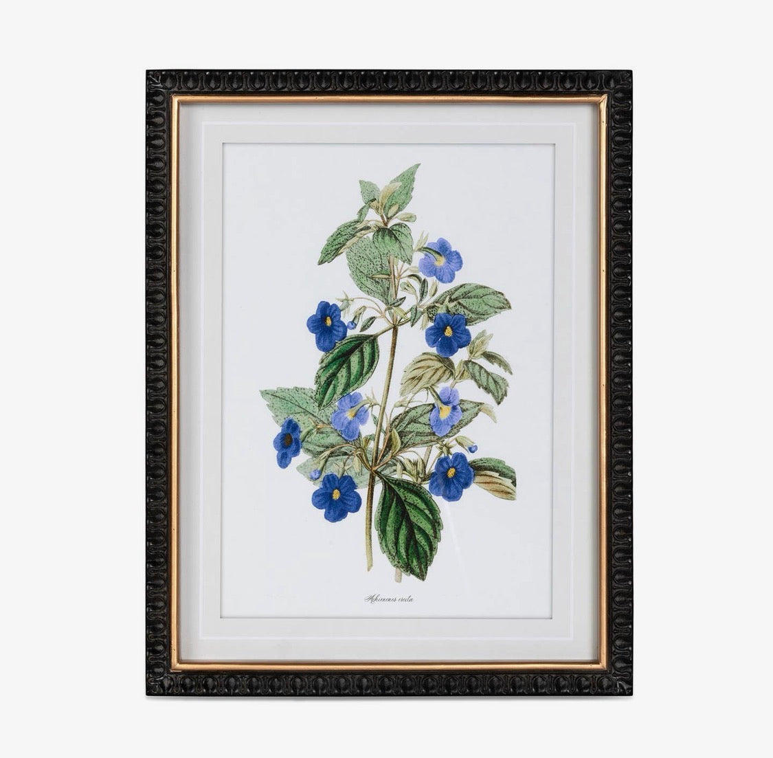 Ashbourne Botanical Framed Prints | Set of 4