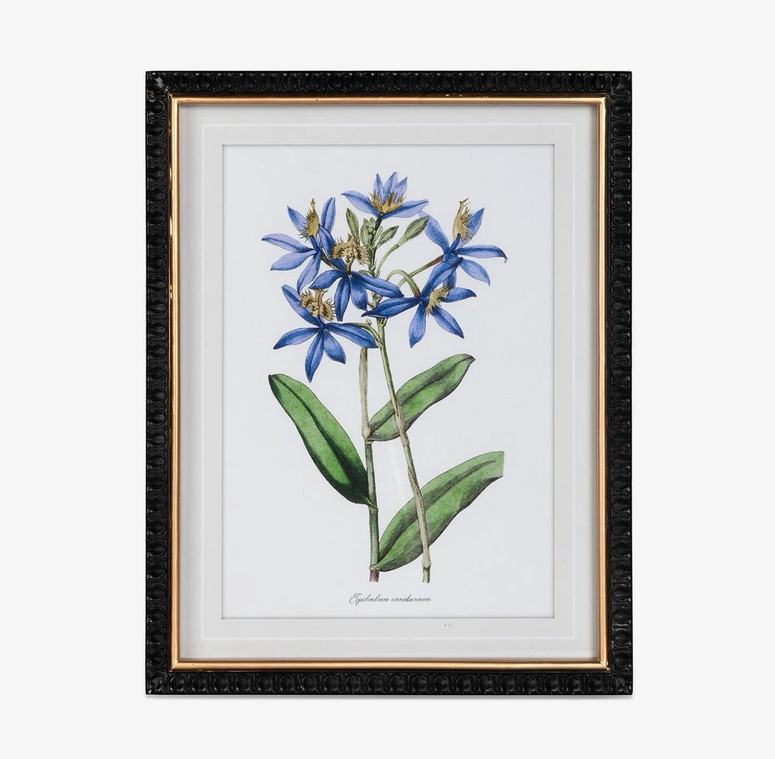 Ashbourne Botanical Framed Prints | Set of 4