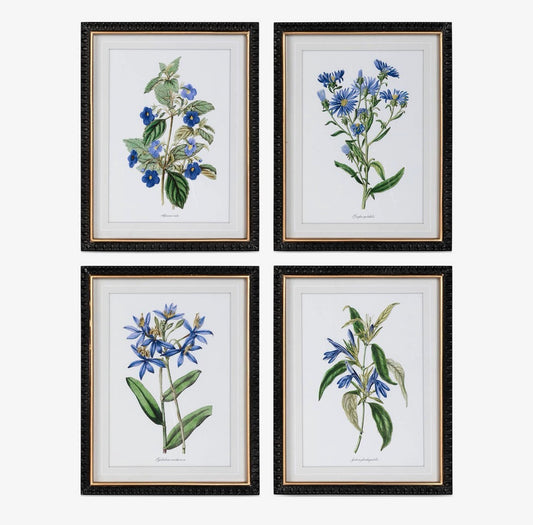 Ashbourne Botanical Framed Prints | Set of 4