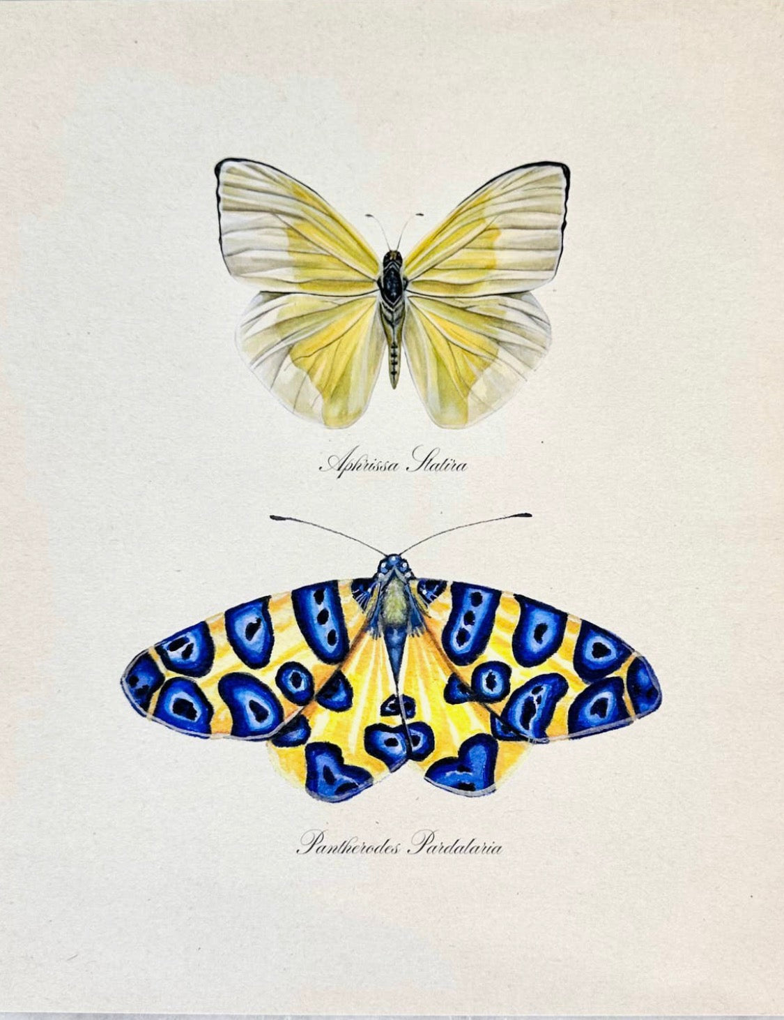 Blue & Gold Butterfly Study