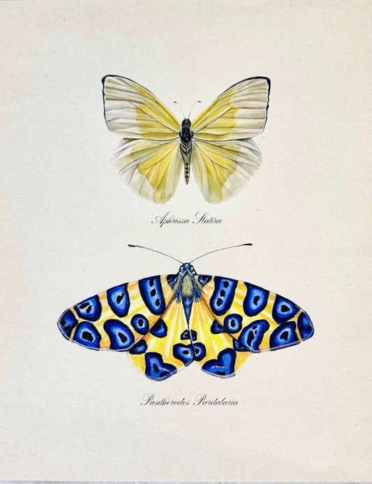 Blue & Gold Butterfly Study
