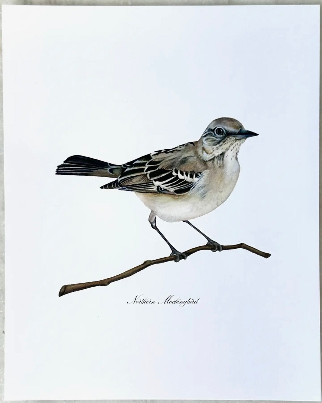 Northern Mockingbird