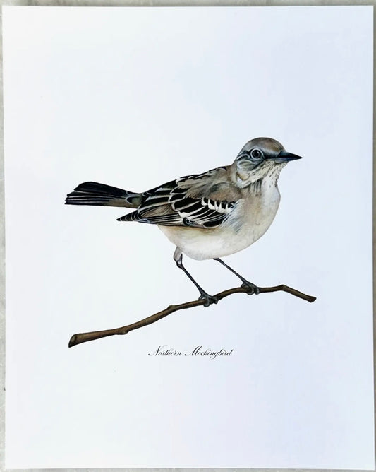Northern Mockingbird
