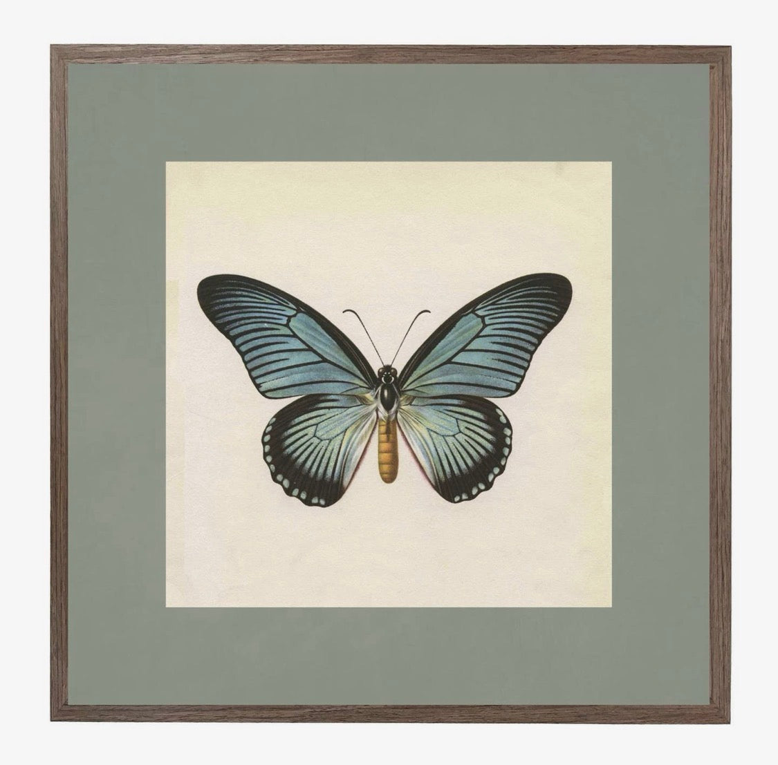 Vintage Butterfly No. 1