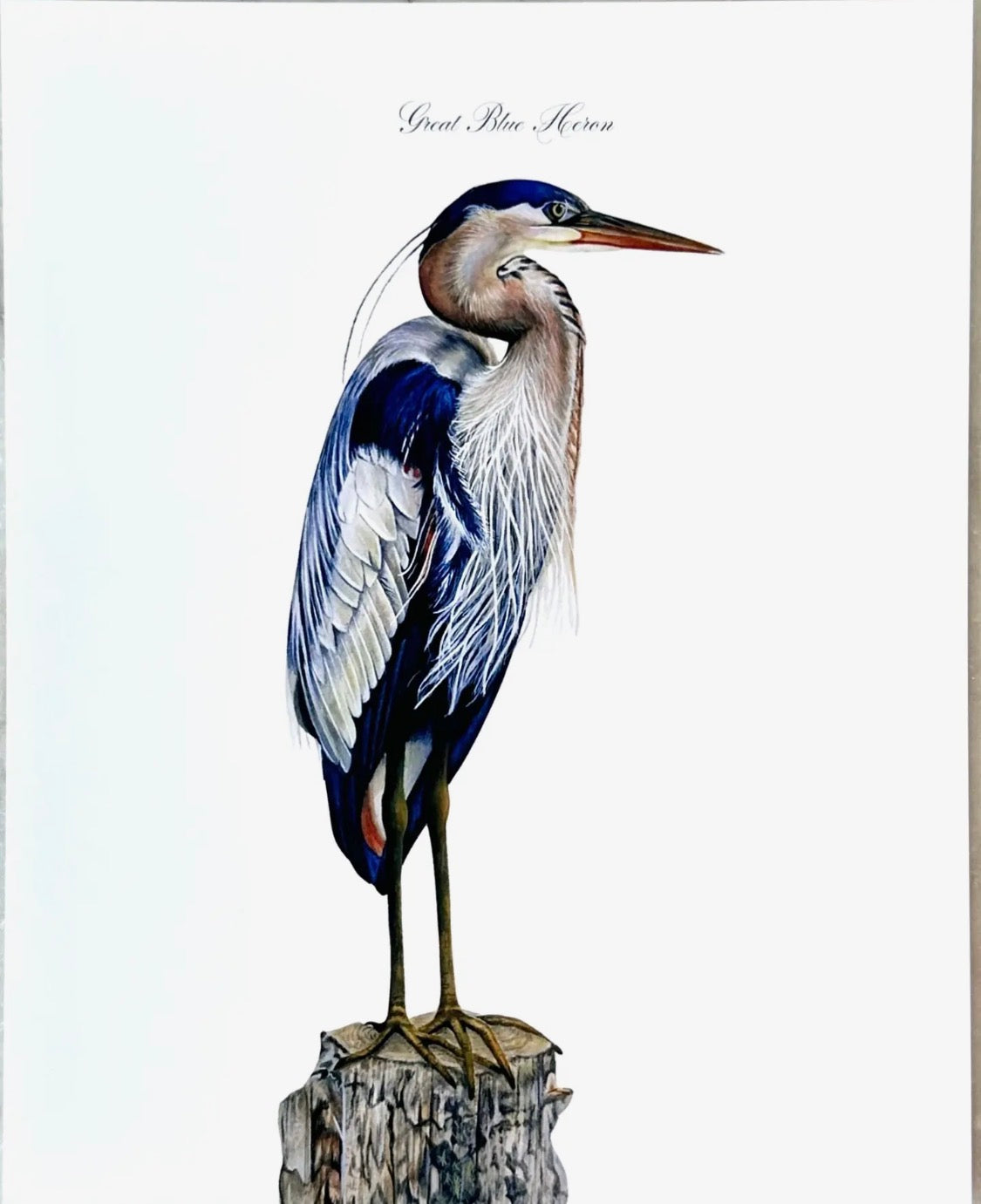 Blue Heron