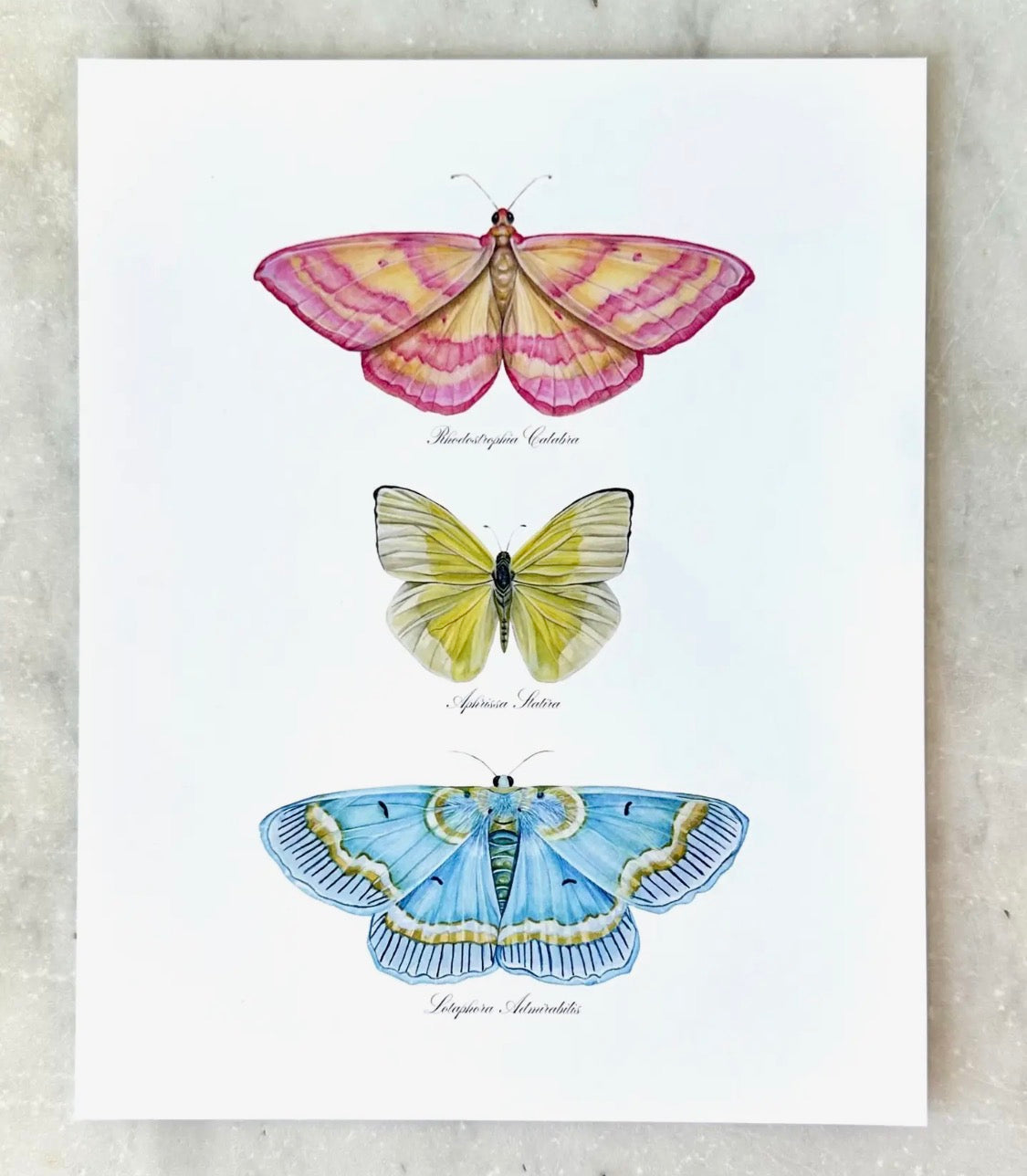 Lepidoptera Study | 11” x 14” Unframed Art Print