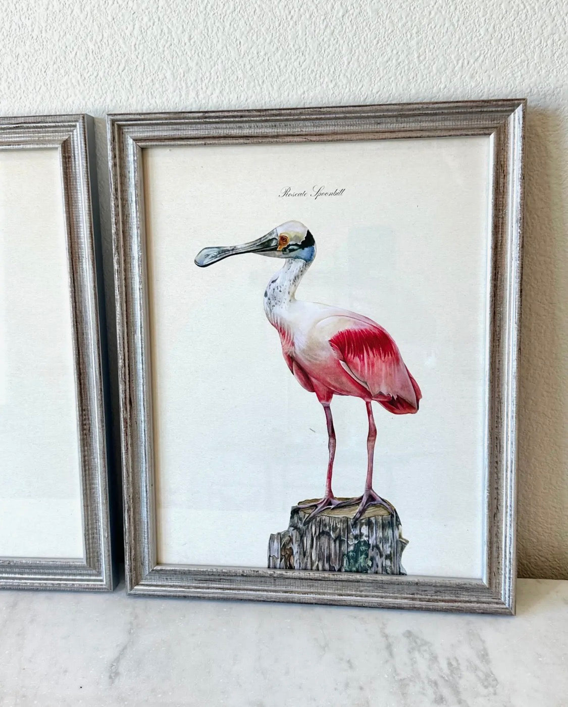 Roseate Spoonbill