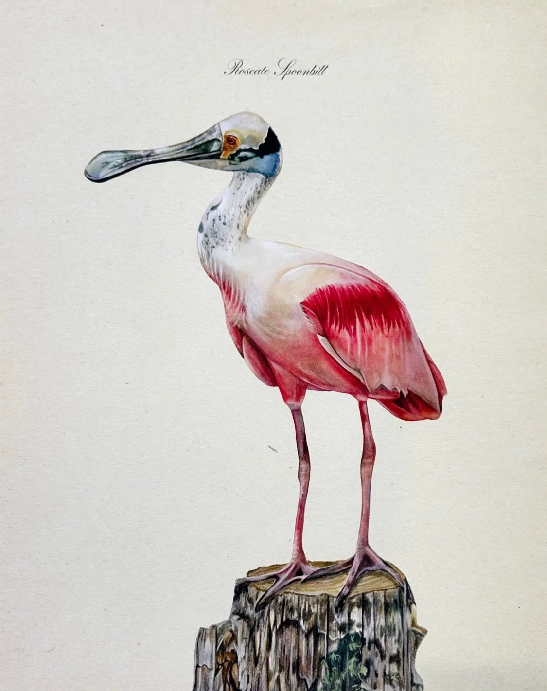 Roseate Spoonbill