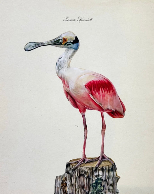 Roseate Spoonbill