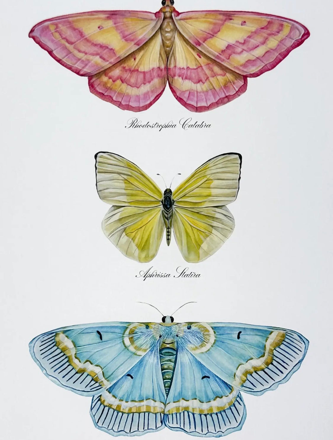 Lepidoptera Study | 11” x 14” Unframed Art Print