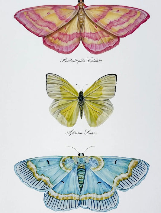Lepidoptera Study | 11” x 14” Unframed Art Print
