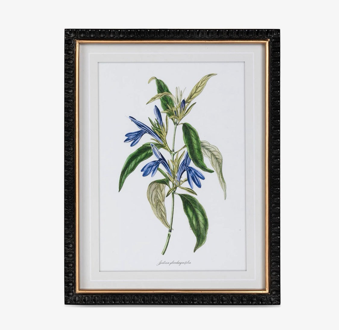 Ashbourne Botanical Framed Prints | Set of 4