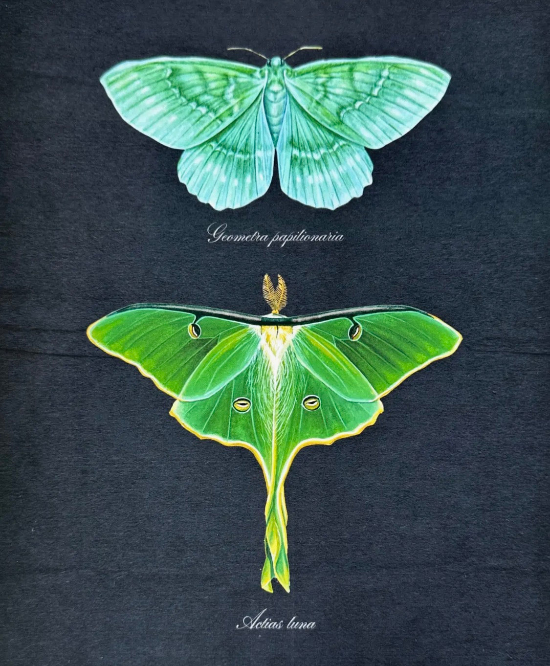 Emerald & Luna Moth Specimens
