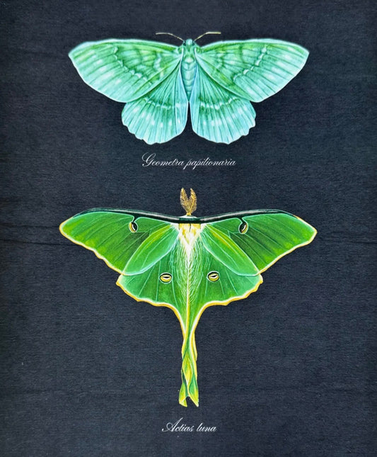 Emerald & Luna Moth Specimens