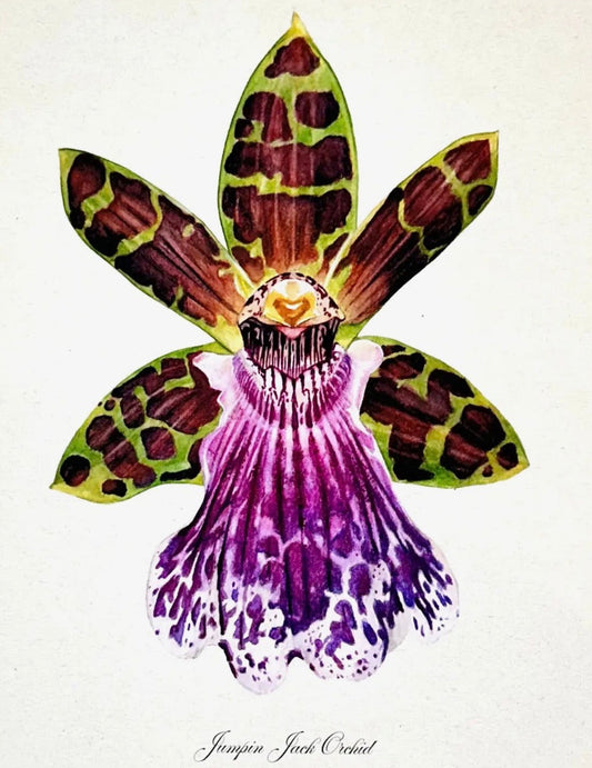 Jumpin Jack Orchid Specimen