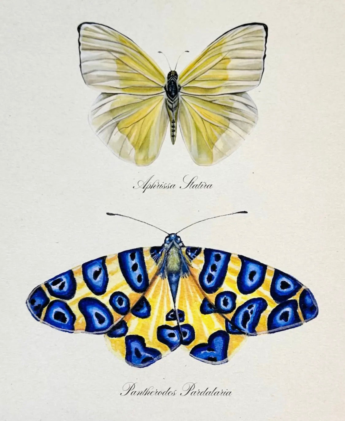 Blue & Gold Butterfly Study