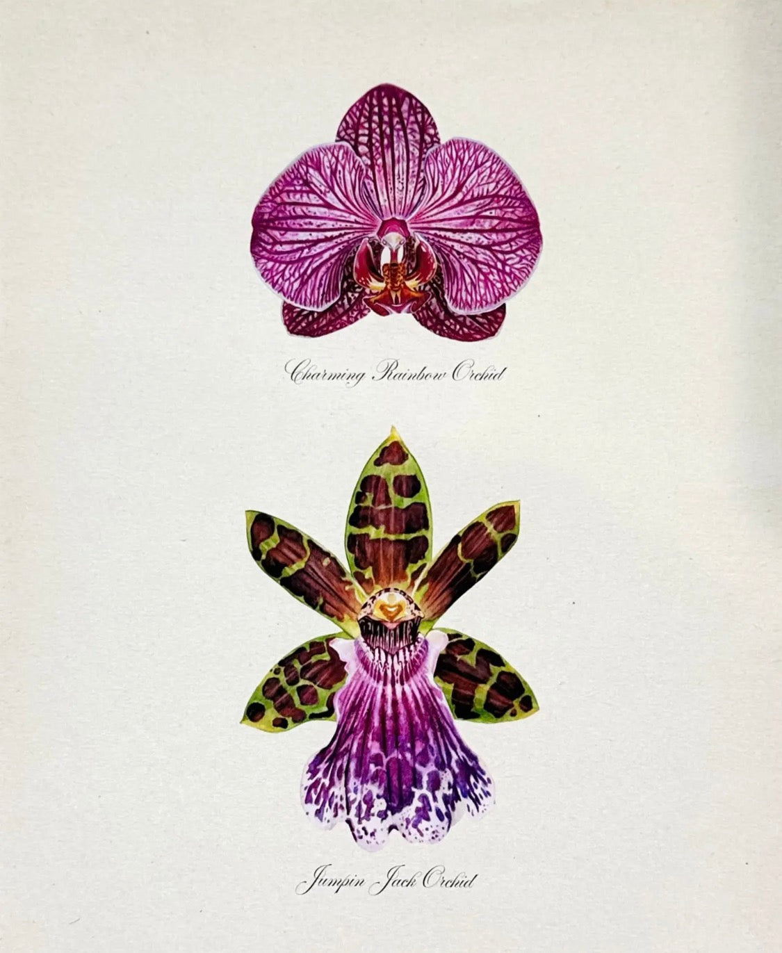 Orchid Specimens
