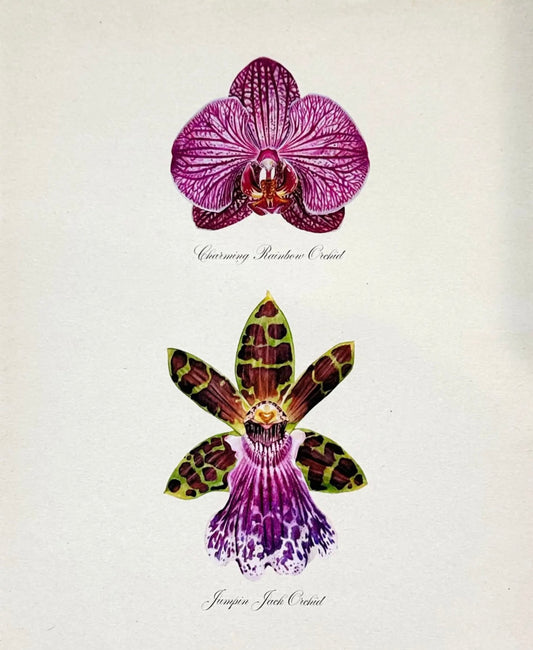 Orchid Specimens