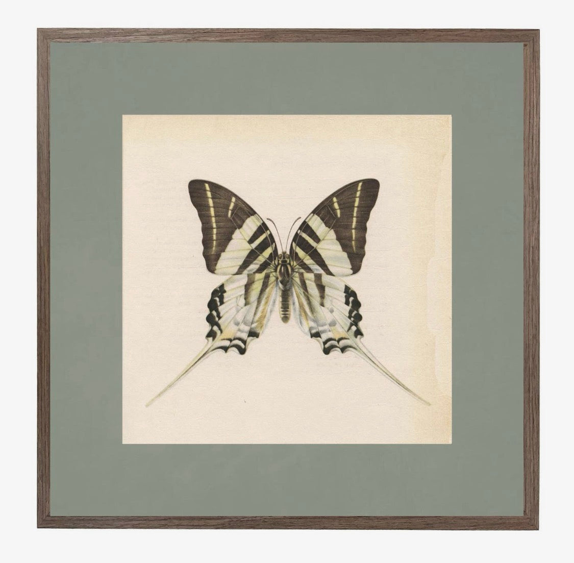 Vintage Butterfly No.2